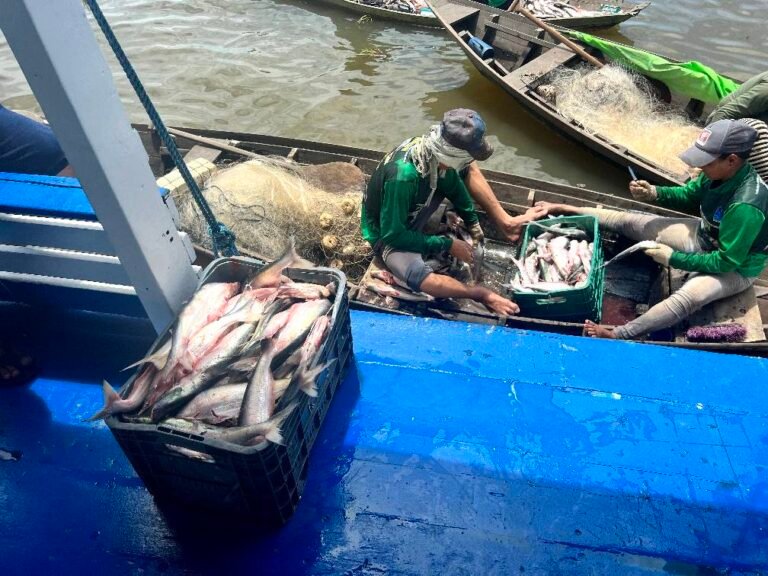 Foi dado início a pesca do artesanal do Mapará, no lago do Serrão, na comunidade de Urucurituba.